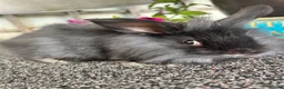 Lionhead rabbits for sale: 🦋Pure breed Teddy lionheads 🦋 - Advert 8