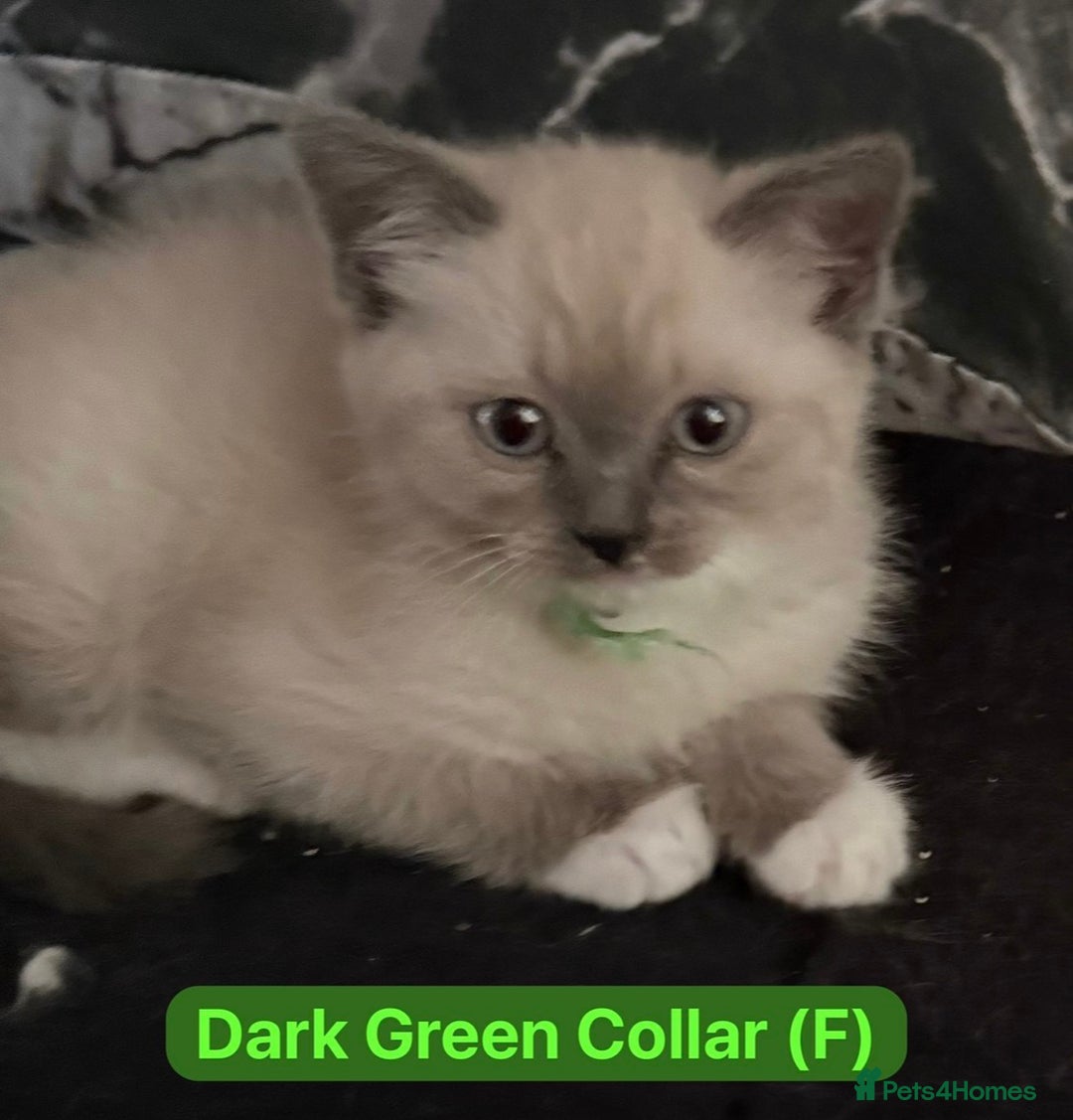 Ragdoll cats for sale: Championship Bloodline Ragdoll Kittens - Advert 1