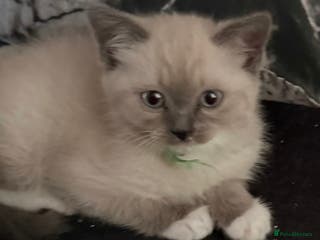 Ragdoll cats Championship Bloodline Ragdoll Kittens - Advert 1