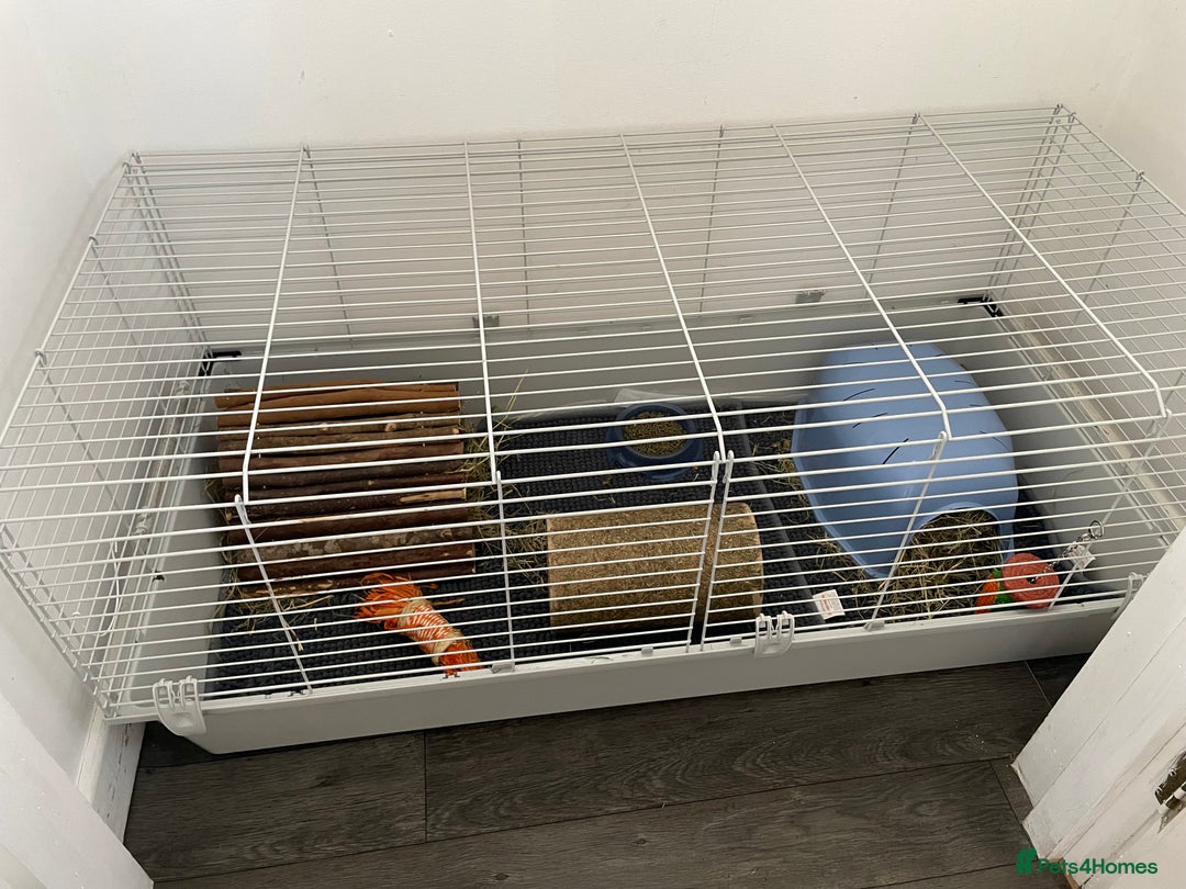 Guinea Pig rodents for sale: Two male guinea pigs with cage and accessories  - Image 6