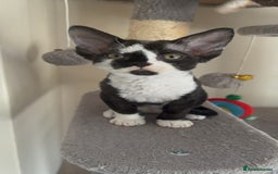Devon Rex cats for sale: Aramis - Only 2 left Devon Rex Kittens – Exceptional Type  - Image 28