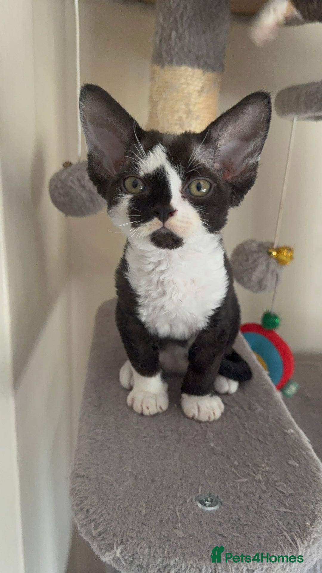 Devon Rex cats for sale: Aramis - Only 2 left Devon Rex Kittens – Exceptional Type  - Image 28