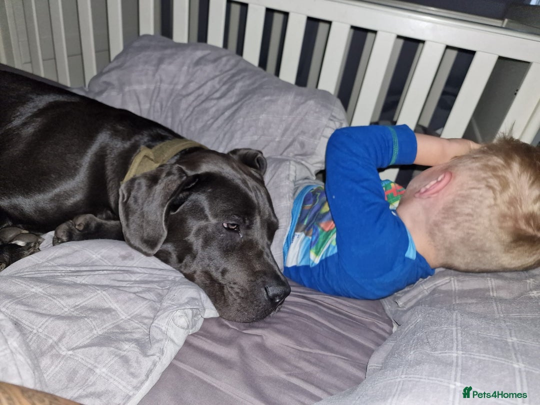 Cane Corso dogs for sale: Conan cane corso - Advert 7