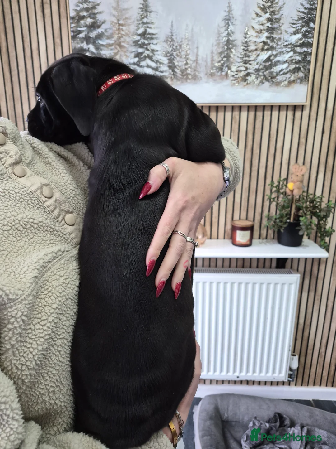 Cane Corso dogs for sale: ***REDUCED*** Cane Corso pups - Advert 4