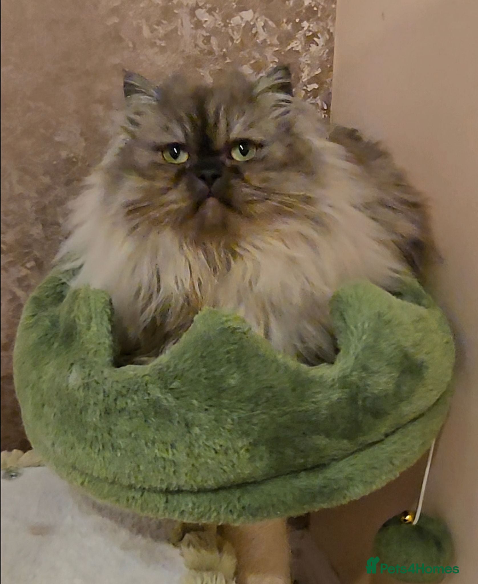 Persian cats Quality Minuet Persians - Advert 1