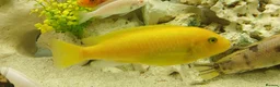 Cichlids fish for sale: African cichlids - Advert 4