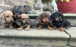 Miniature Dachshund dogs for sale: Top Quality KC Reg. Pra Clear Mini Smooth Daxis - Image 5