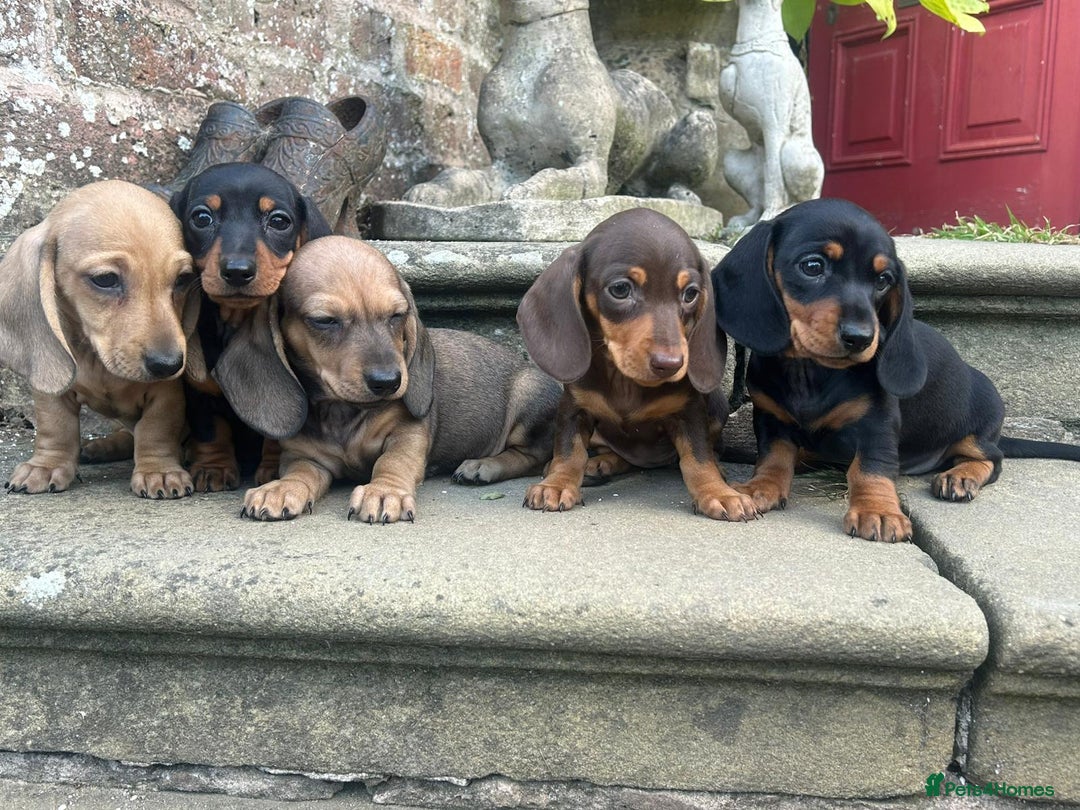 Miniature Dachshund dogs for sale: Top Quality KC Reg. Pra Clear Mini Smooth Daxis - Image 5