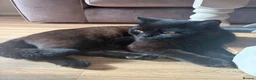 British Shorthair cats for sale: Male British shorthair  in Shaftesbury - Advert 2