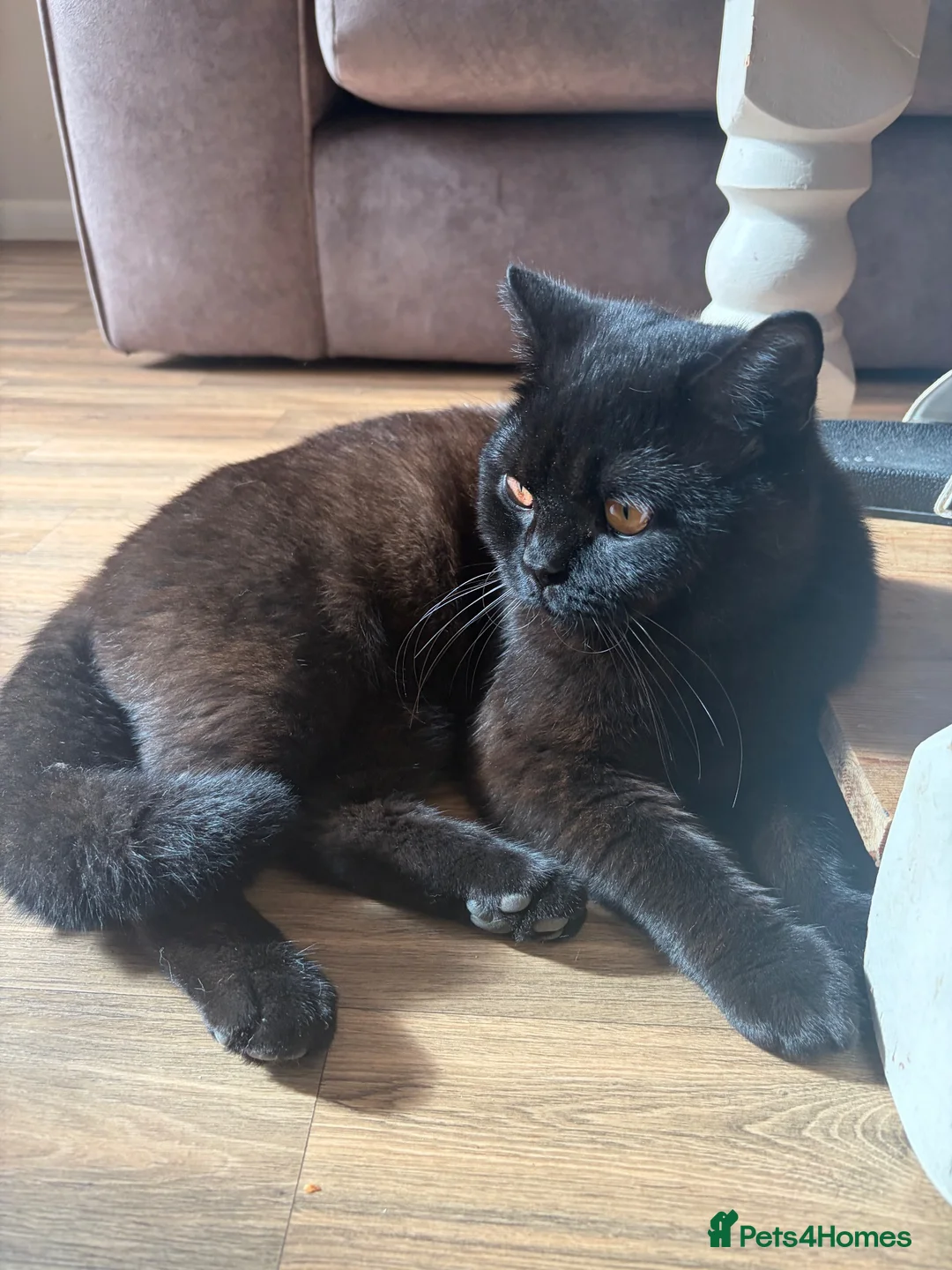 British Shorthair cats for sale: Male British shorthair  in Shaftesbury - Advert 2