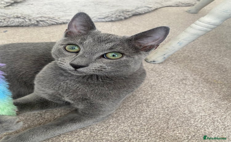 Russian Blue cats One Pure Pedigree Russian Blue Male - Advert 10