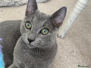Russian Blue cats One Pure Pedigree Russian Blue Male - Advert 6