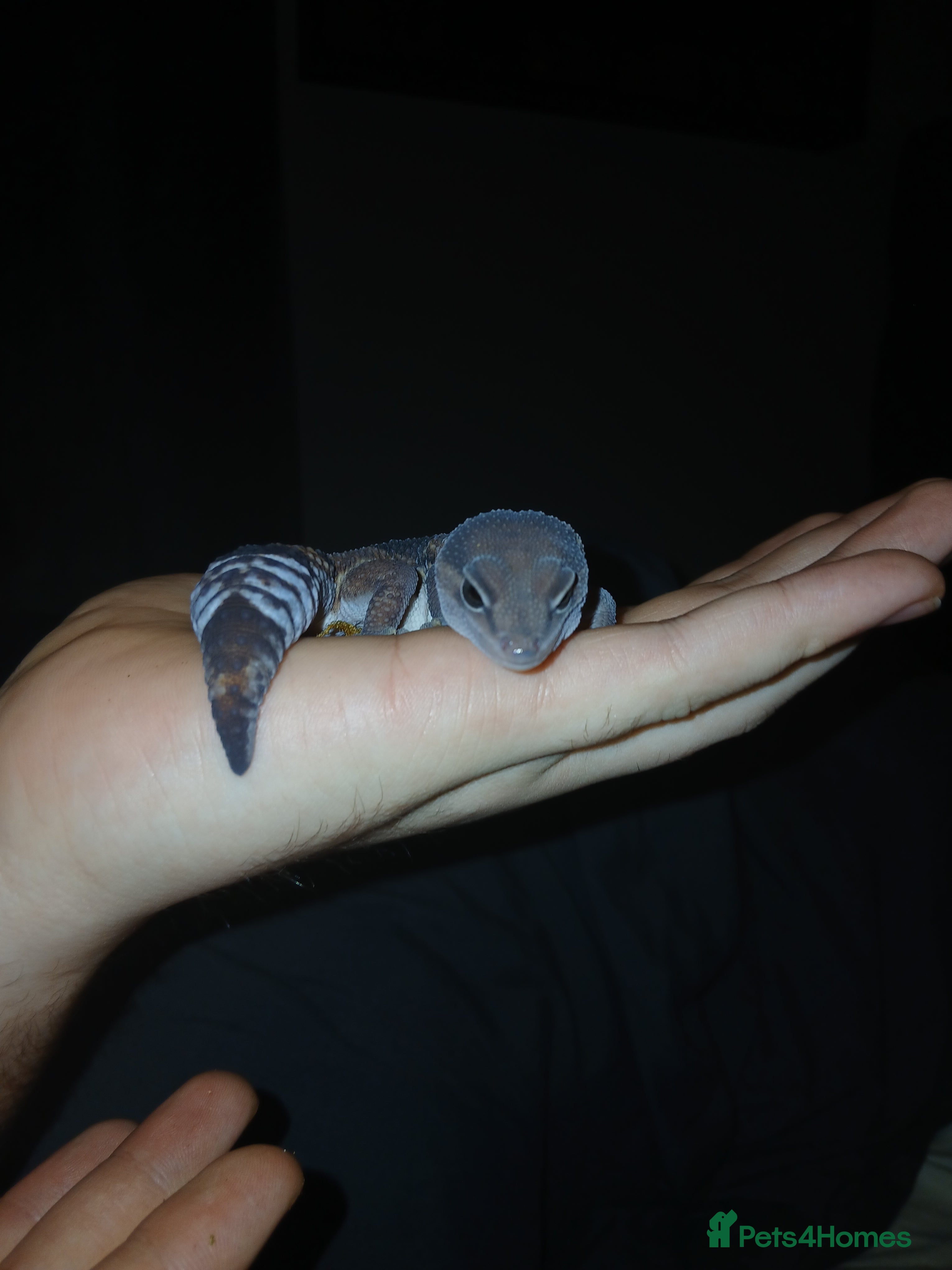 Leopard Gecko reptiles  African Fat tail Gecko  - Advert 1