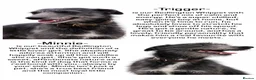 Lurcher dogs for sale: Beautiful Bedlington Whippet Puppies 🐾 - Advert 3