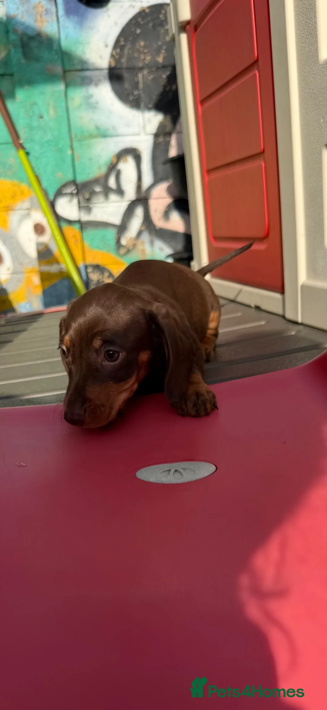 Miniature Dachshund dogs for sale: 2 BOYS LEFT absolutely stunning Dachshund puppies  - Advert 2