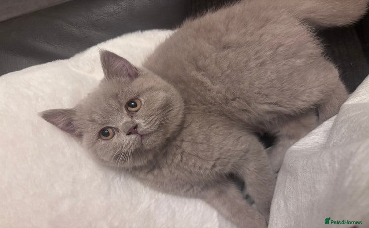 British Shorthair cats - Advert 1