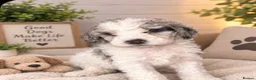 Cockapoo dogs for sale: Stunning cockapoos - Advert 16