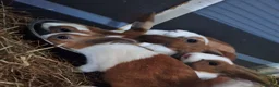 Dutch rabbits for sale: 6 Dutch rabbits - Advert 5