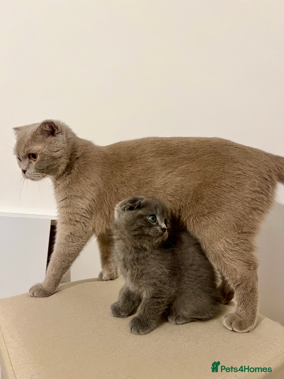 British Longhair cats for sale: British - Advert 4