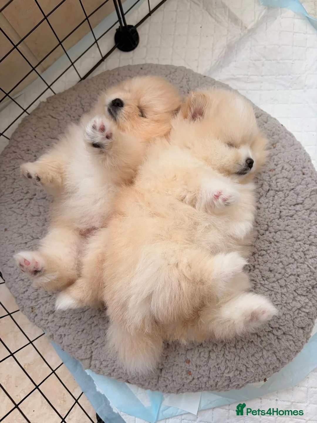 Pomeranian dogs for sale: Stunning cream Teddy purebreed Russian/Ukrainian🌟 - Advert 12