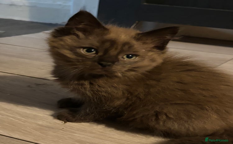 Ragdoll cats - Advert 12