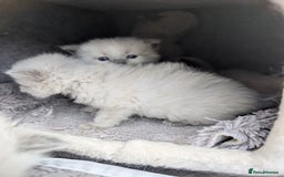 Ragdoll cats for sale: Ragdoll - home reared kittens - Image 26