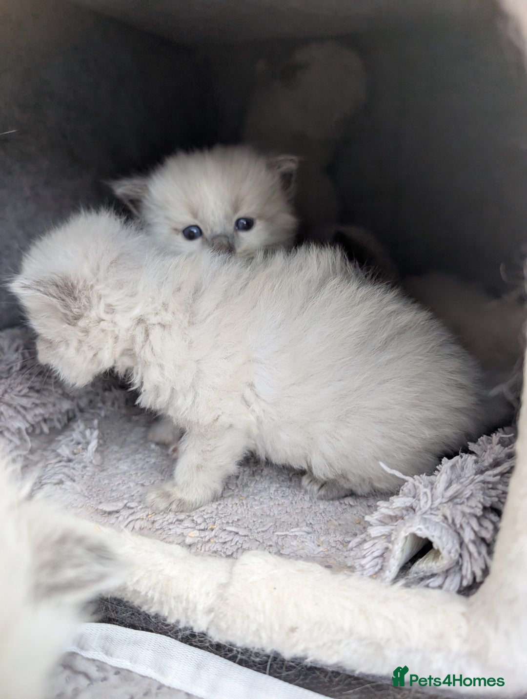 Ragdoll cats for sale: Ragdoll - home reared kittens - Image 26