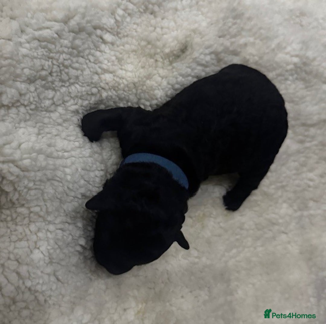 Australian Labradoodle dogs for sale: Annie's Australian Labradoodle Puppies are here! - Advert 12