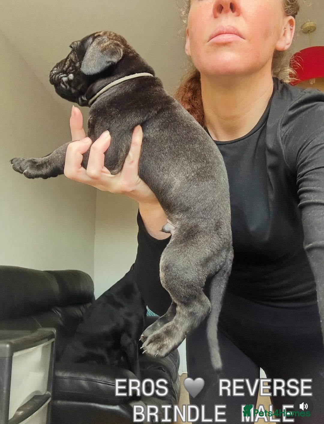 Cane Corso dogs for sale: READY REDUCED CANE CORSO - Image 35