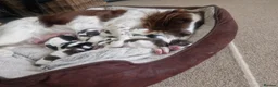 English Springer Spaniel dogs for sale: Pedigree working English Springer Spaniels  - Advert 23