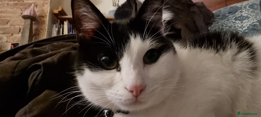 Domestic Shorthair cats for sale: Sevren - Advert 4