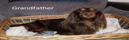Miniature Dachshund dogs for sale: Only one beautiful dappled female left  - Advert 23