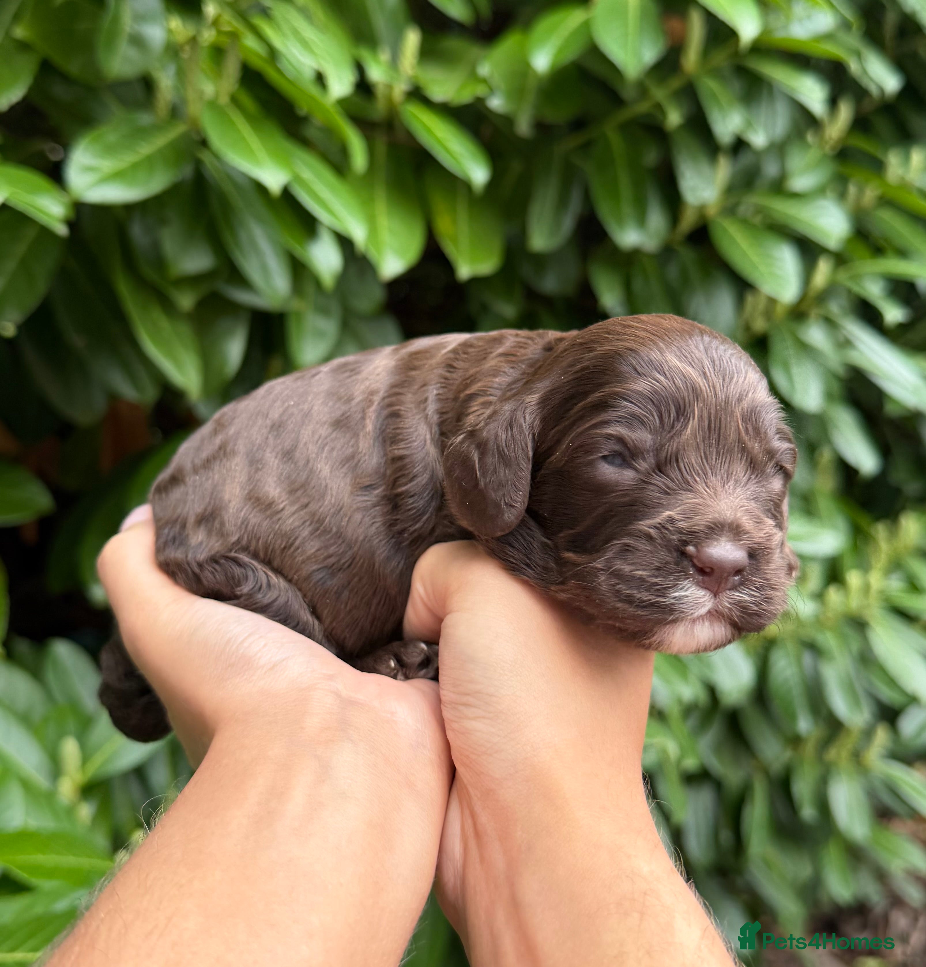 Cavapoo dogs Amazing quality Chocolate Cavapoos  - Advert 15