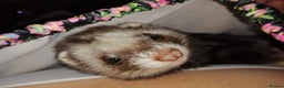 Ferret rodents for sale: 4 Ferrets need rehoming - Advert 2