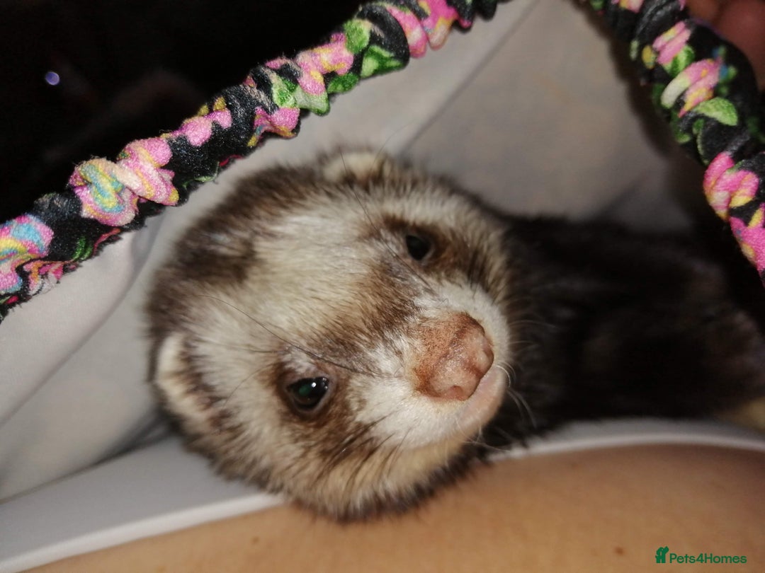 Ferret rodents for sale: 4 Ferrets need rehoming - Advert 2