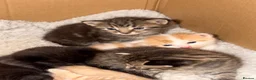 British Shorthair cats for sale: Beautiful British shorthaired kittens available in Shrewsbury - Advert 2