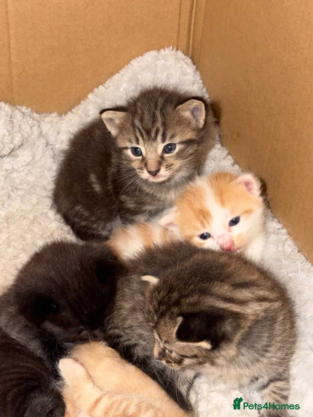 British Shorthair cats for sale: Beautiful British shorthaired kittens available in Shrewsbury - Advert 2