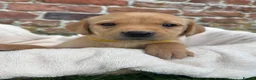 Labrador Retriever dogs for sale: Outstanding Labrador Puppies KC registered Hips - Advert 8