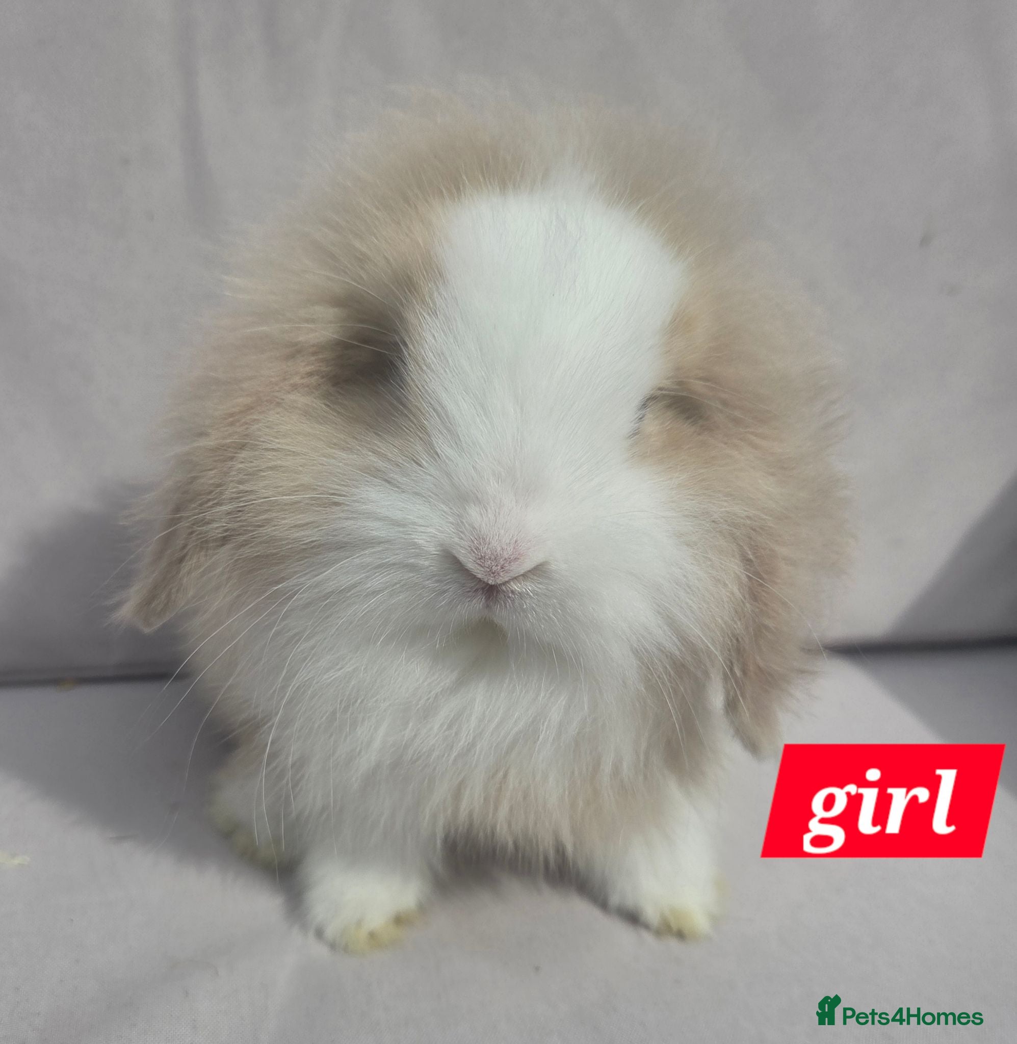 Angora rabbits for sale:  Super fluffy baby teddywidders  - Advert 1