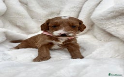 Australian Labradoodle dogs for sale: Australian Labradoodle  - Image 6