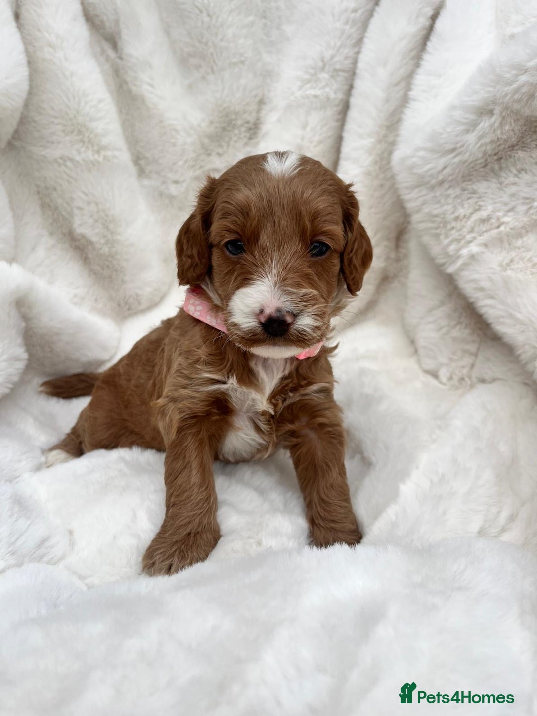 Australian Labradoodle dogs for sale: Australian Labradoodle  - Image 6
