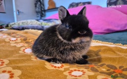 Netherland Dwarf rabbits for sale: Netherland dwarf  - Image 4