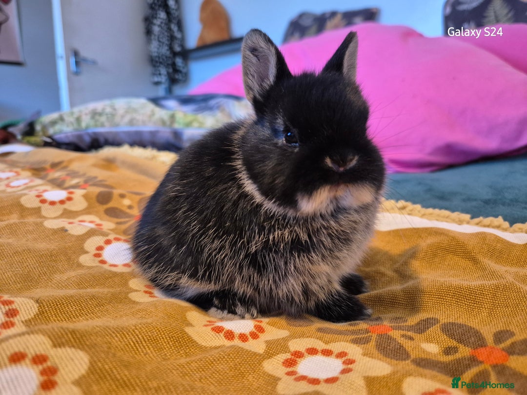 Netherland Dwarf rabbits for sale: Netherland dwarf  - Image 4