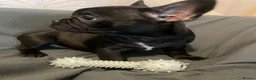 French Bulldog dogs for sale: French Bulldog puppies Ready 11th April - Advert 6