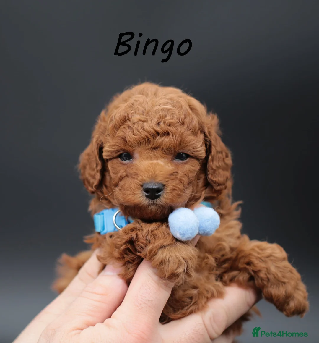 Toy Poodle dogs for sale: Asian line toy poodle boys for sale  - Advert 14