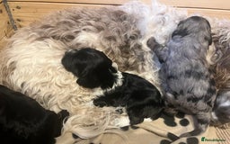 Mixed Breed dogs for sale: Seriously cute Cavapoo puppies - Image 4