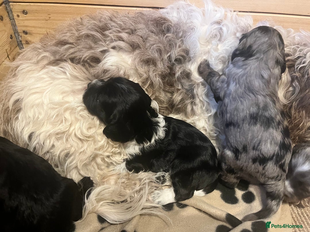 Mixed Breed dogs for sale: Seriously cute Cavapoo puppies - Image 4