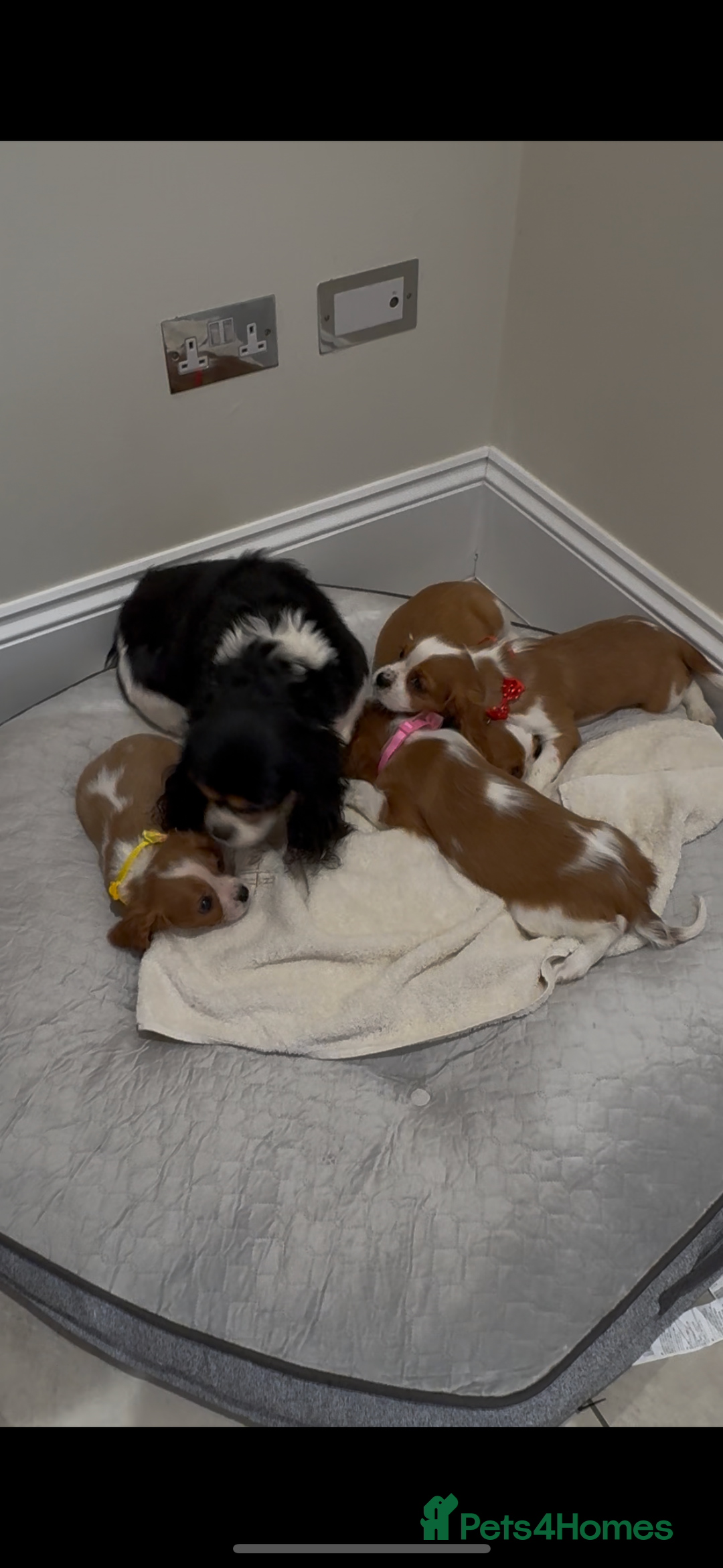 Cavalier King Charles Spaniel dogs for sale: Extensively health tested parent cavalier puppy’s  - Image 9