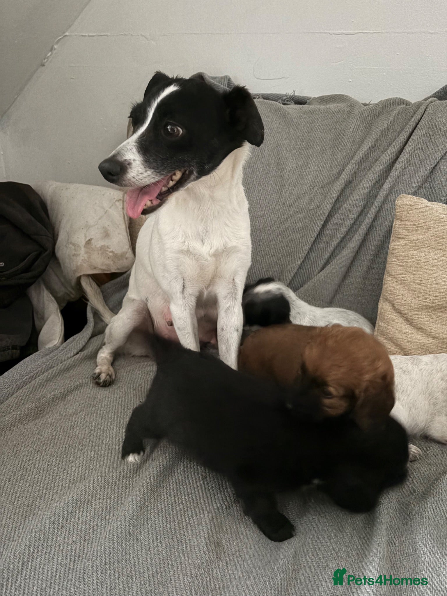 Mixed Breed dogs Patterdale x cocker spaniel  - Advert 1