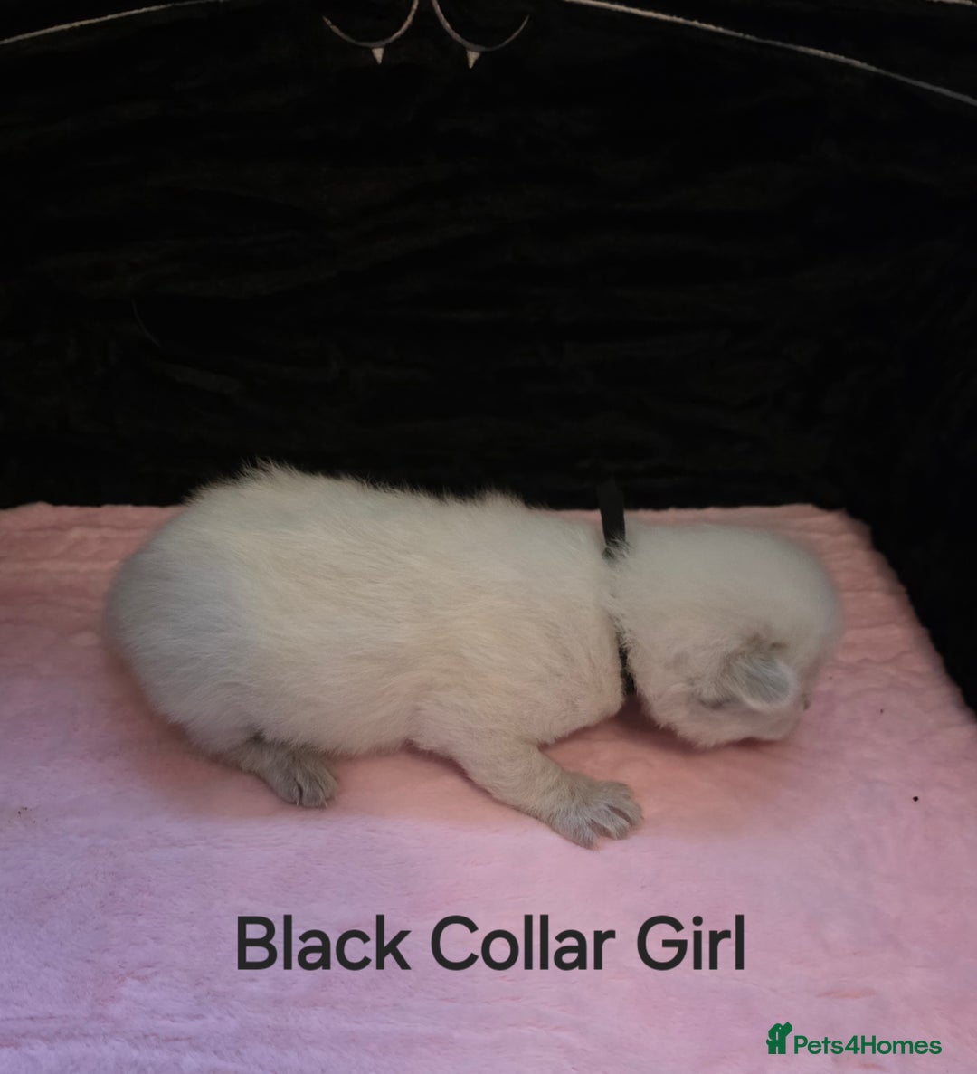 Ragdoll cats for sale: Chunky Ragdoll Kittens - Image 6